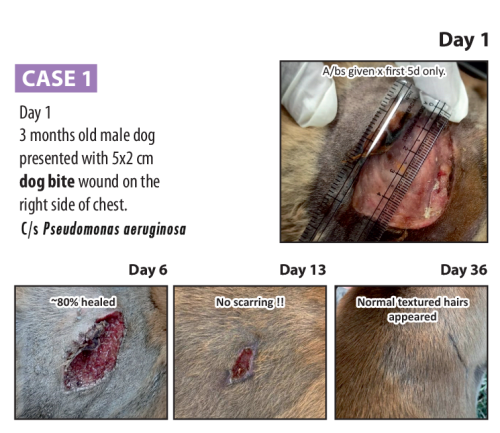Vet-Case-1