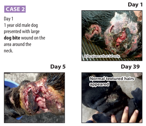 Vet-Case-2